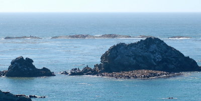 simpson's reef