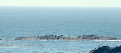 simpson's reef