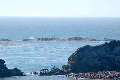 simpson's reef