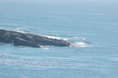 simpson's reef