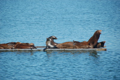 Crescent City Harbor Sea Lions