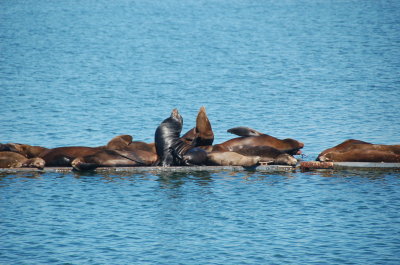 Crescent City Harbor Sea Lions