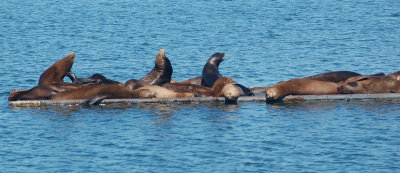 Crescent City Harbor Sea Lions