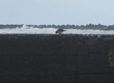 North Jetty 1.1.2017