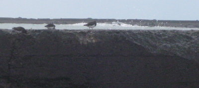 North Jetty 1.1.2017