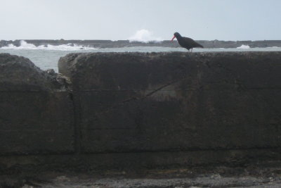 North Jetty 1.1.2017