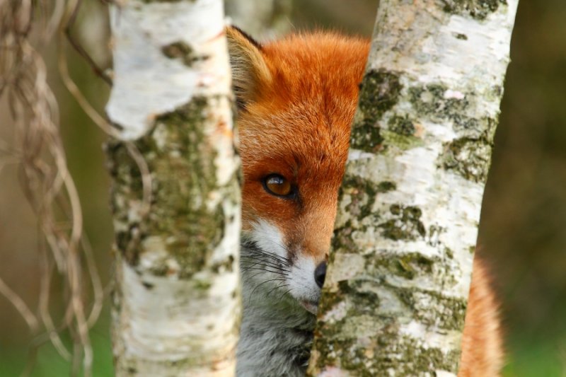 Red fox 'Frodo' hides behind the trees :)