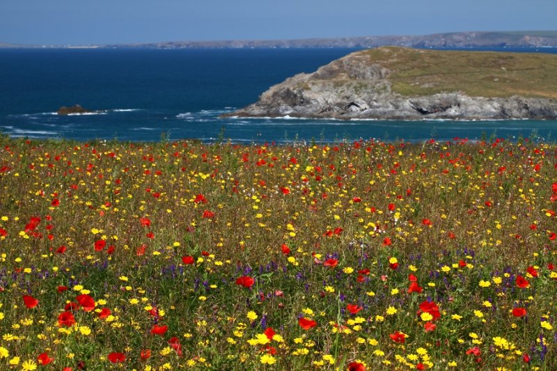 Wildflowers at West Pentire