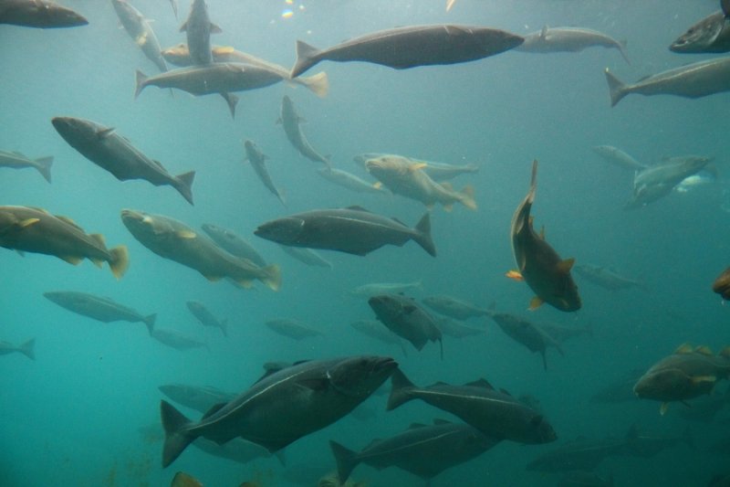 Atlantic Ocean Tank, Alesund Aquarium