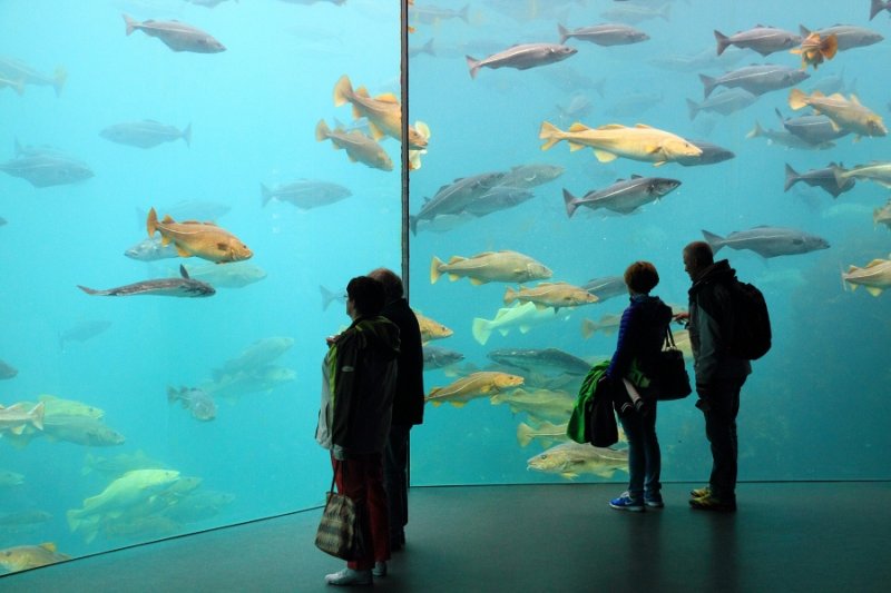 Visitors at the Atlantic Tank, Alesund Aquarium