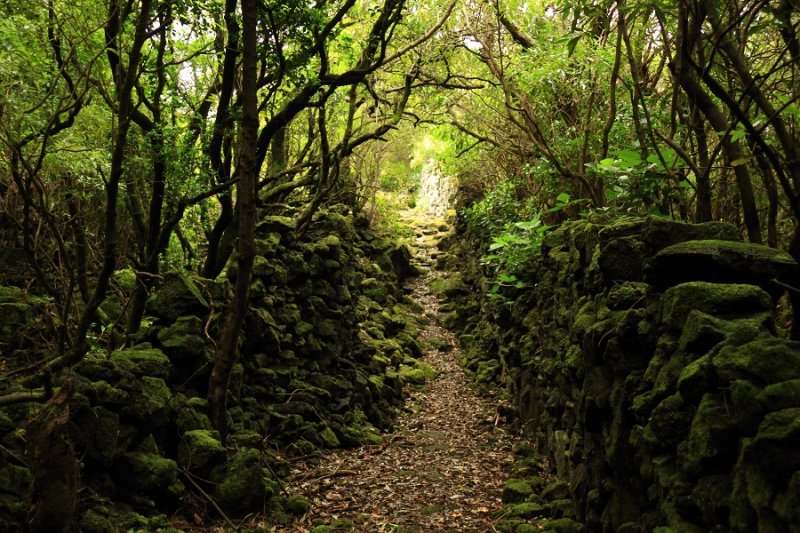 Footpath and moss-covered stone walls