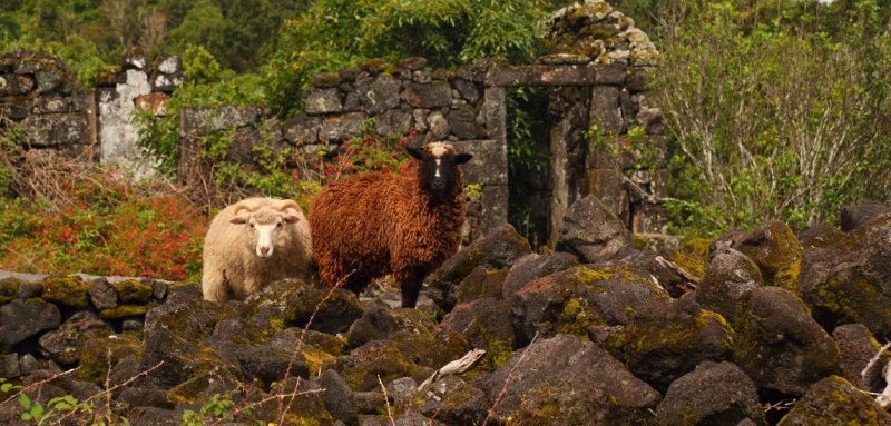 Curious sheep on Pico island