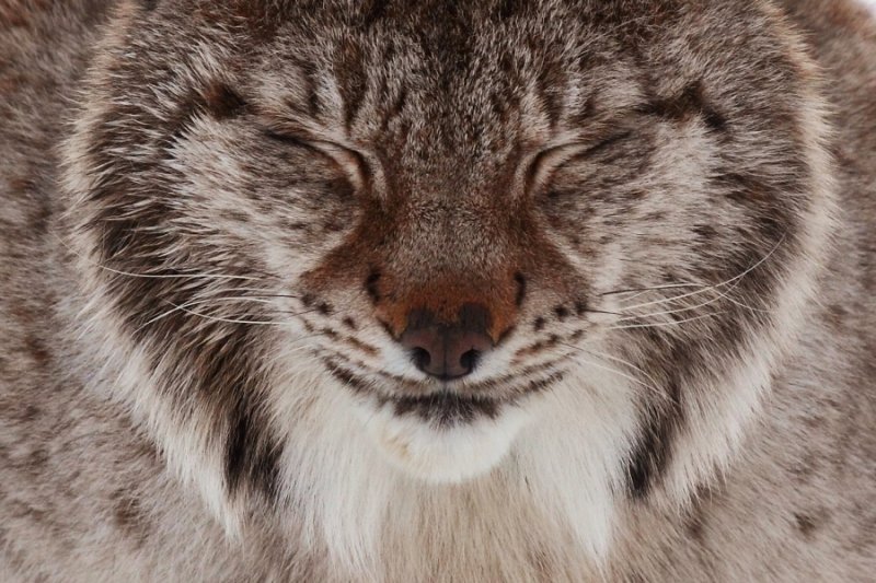 Relaxed lynx close-up