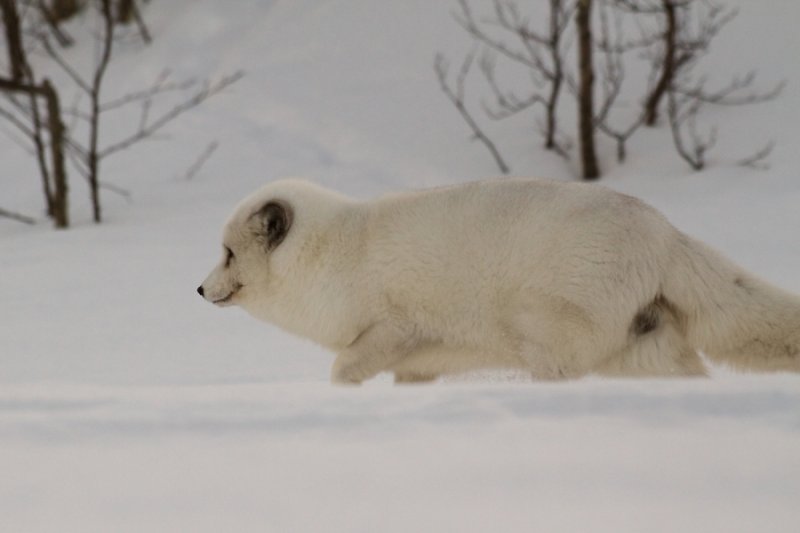 Arctic Fox