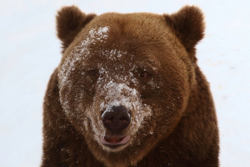 Snowy-faced brown bear