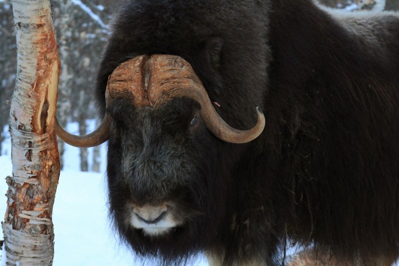 Muskox