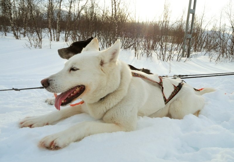 Resting Sled-dogs