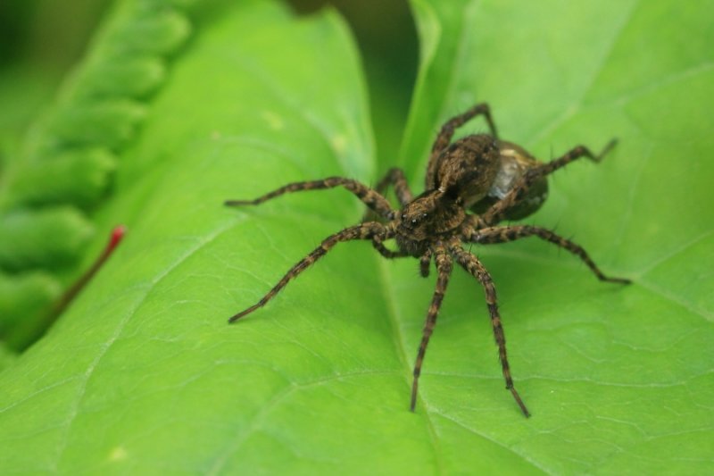 Spotted Wolf Spider female, with egg-sack