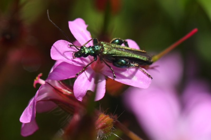 Flower Beetle (Oedemera nobilis) on Herb Robert
