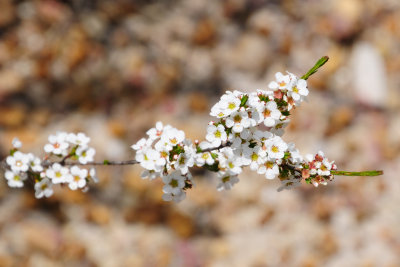 DSC_1851_crop.jpg