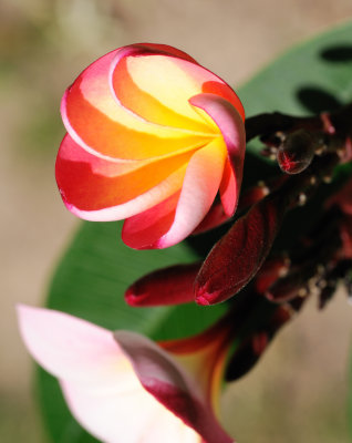 DSC_3809_crop.jpg