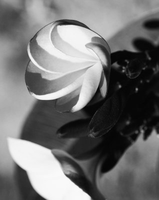 DSC_3809_crop_bw2.jpg