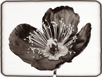 poppy-1b.jpg