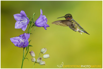 Colibri  gorge rubis / Ruby-throated Hummingbird