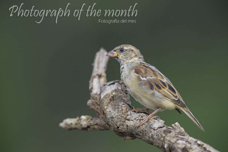 Gorrin Comn (Passer domesticus)