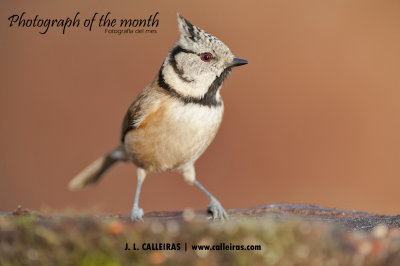 Herrerillo Capuchino (Parus cristatus)