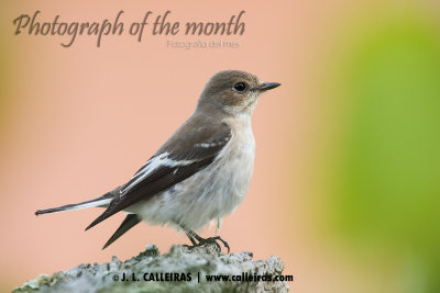 Papamoscas Cerrojillo (Ficedula hypoleuca)