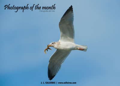 Photograph of the month     -          Fotografa del mes (1.400 Pixels)