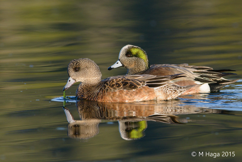 American Wigeon, pair