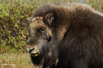 Musk Ox