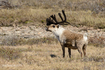 Reindeer