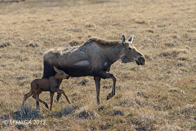 Moose and calf