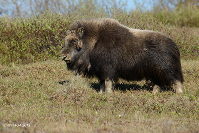 Musk Ox