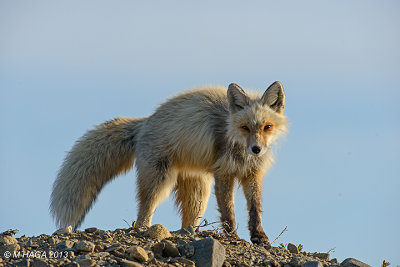 Red Fox