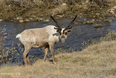 Reindeer