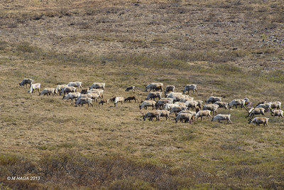 Reindeer Herd