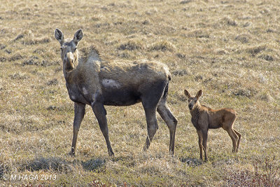 Moose and calf