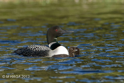 Common Loon, with chicks, Anglin Lake, Saskatchewan