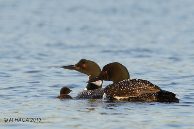 Common Loon with chicks, Anglin Lake, Saskatchewan