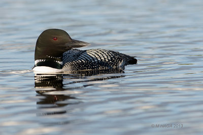 Common Loon