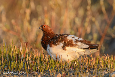 Willow Ptarmigan, male