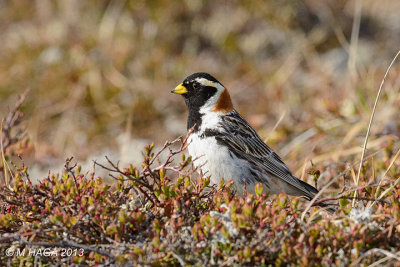 Lapland Longspur, male