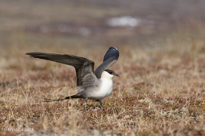 Long-tailed Jaeger