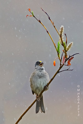 Golden-crowned Sparrow, singing in the rain