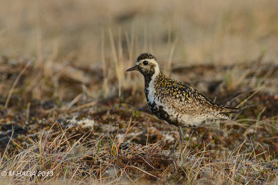 Pacific Golden Plover, female