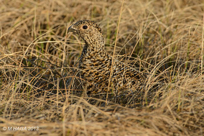 Rock Ptarmigan, female